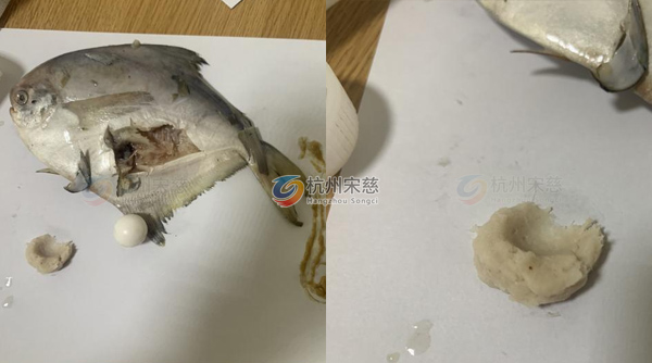 杭州宋慈冷凍研磨儀研磨鳊魚魚肉：高效處理助力后續(xù)實驗?